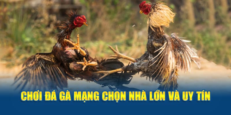 Chơi đá gà mạng chọn nhà cái lớn và uy tín