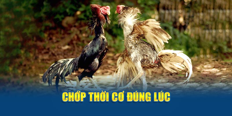 Chớp thời cơ đúng lúc