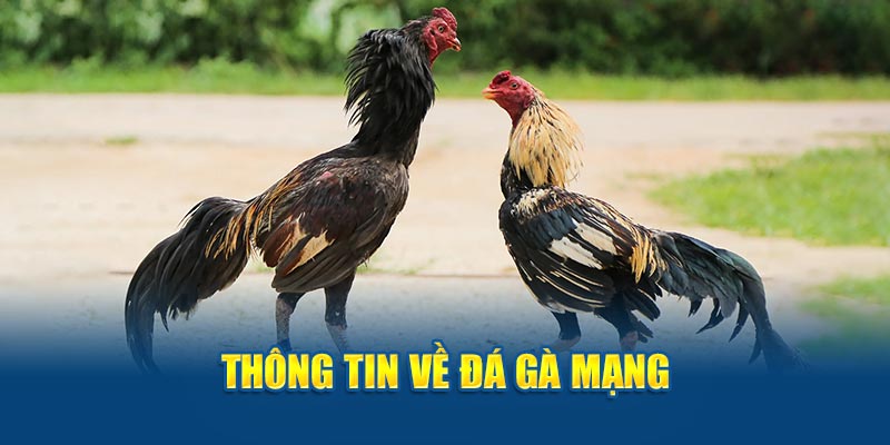 Thông tin về đá gà mạng