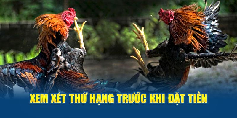 Xem xét thứ hạng trước khi đặt tiền